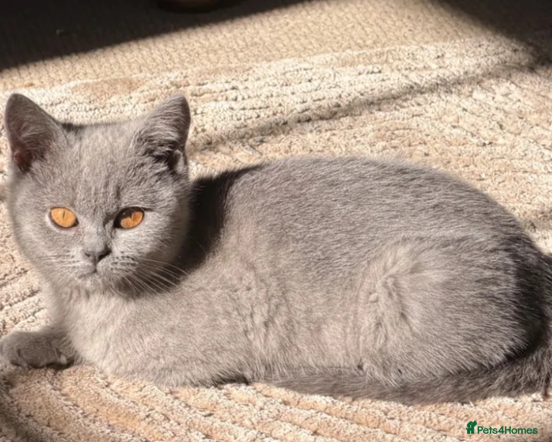 British Shorthair cats for sale: Blue British shorthair female  - Advert 2