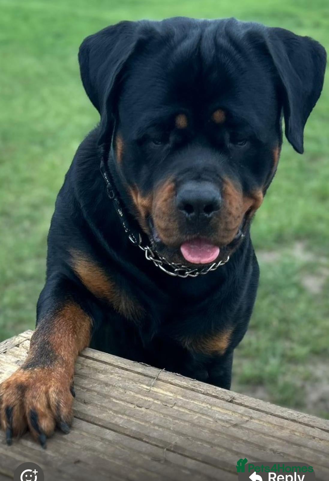 Hector