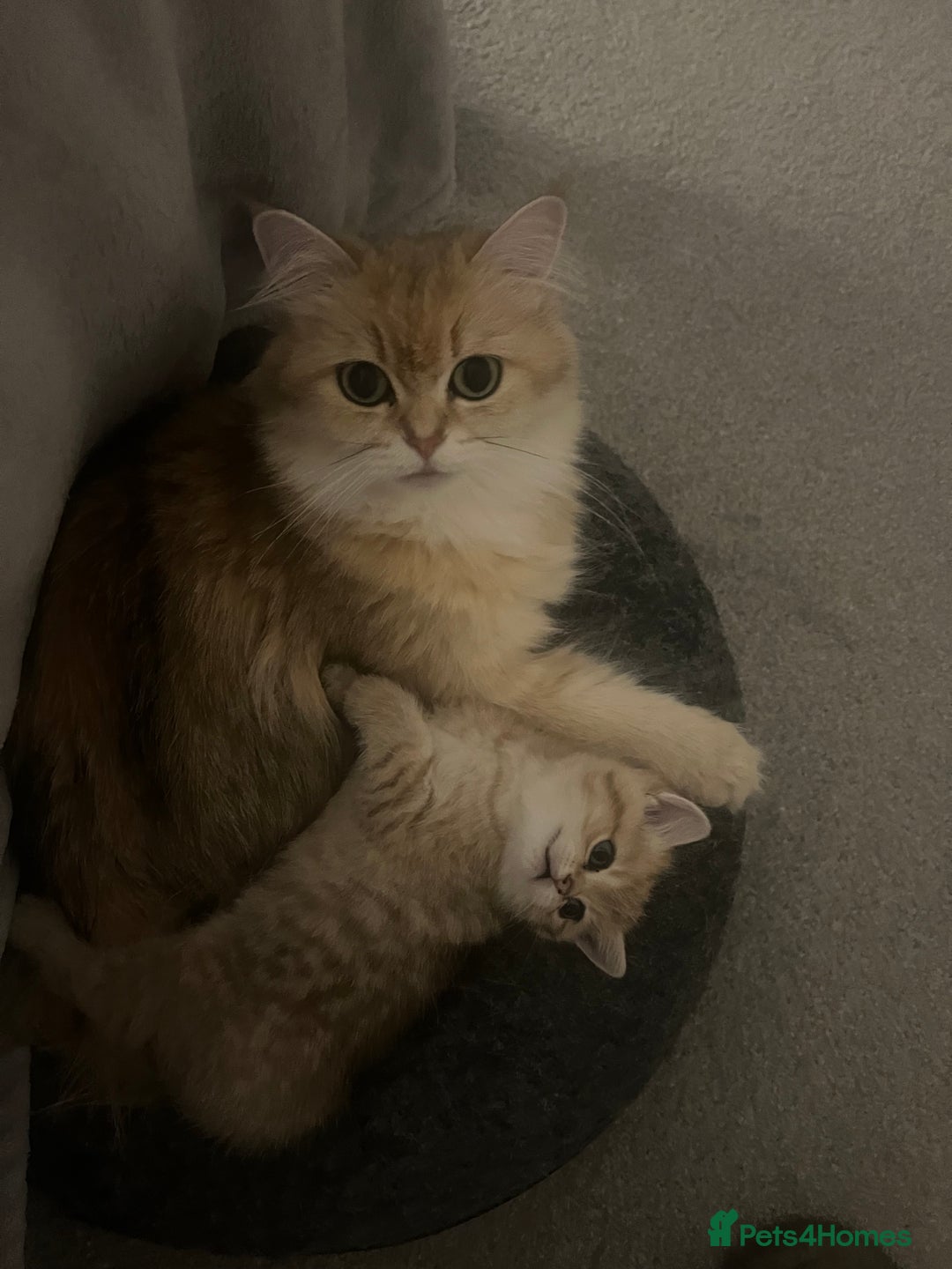 British Shorthair cats for sale: Two golden British Shorthair females - Advert 2