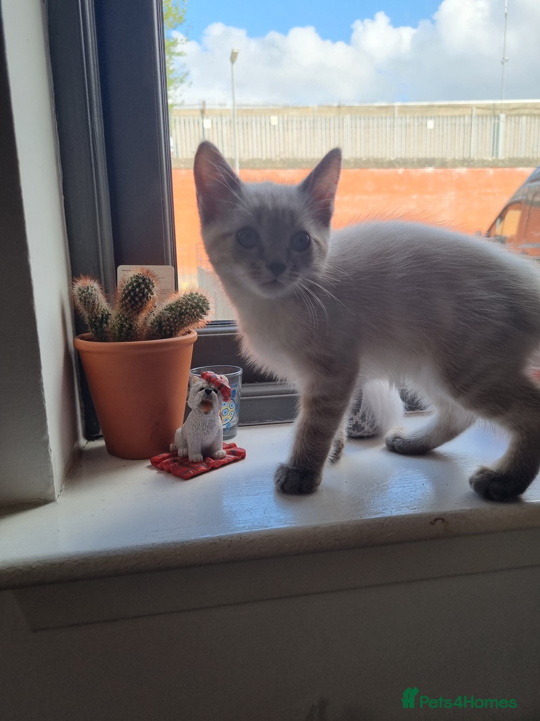 Ragdoll cats for sale: Ragdoll X Bengal - Image 10