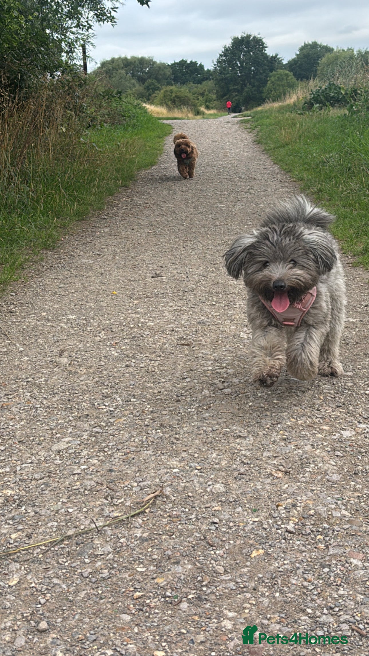 Mixed Breed dogs Last dog left - Advert 1