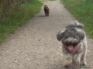 Mixed Breed dogs Last dog left - Advert 1