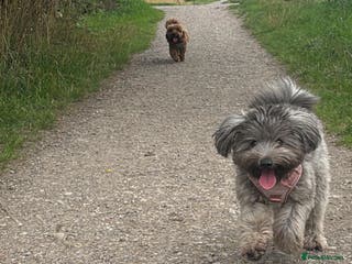 Mixed Breed dogs Last dog left pick up 6/7th Jan - Advert 18