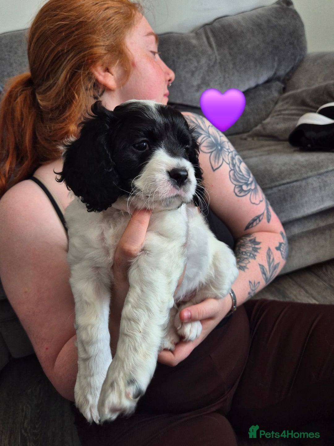 Cockalier dogs for sale: Cavalier king Charles spaniel x cocker spaniel  - Image 6