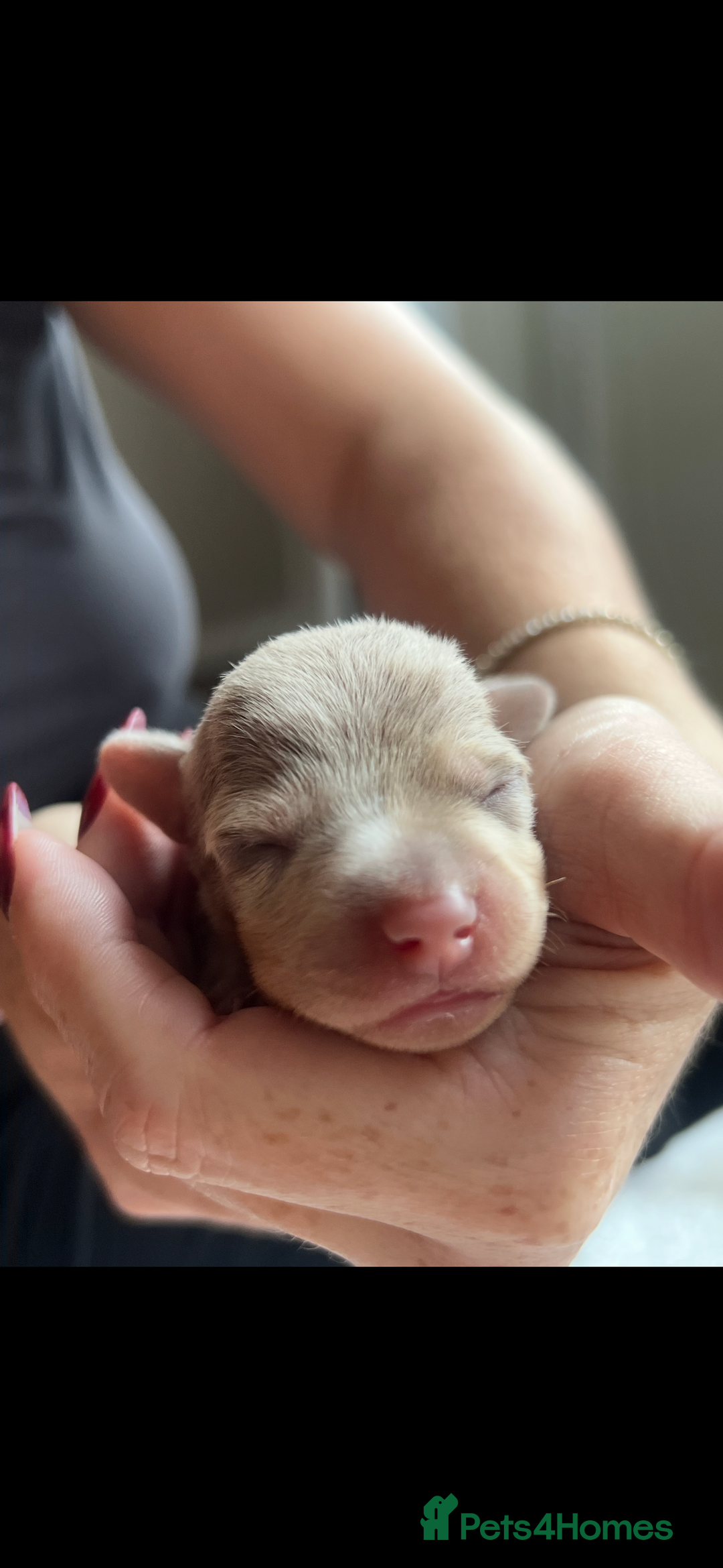 Miniature Dachshund dogs for sale: Beautiful litter of miniature dachshund  - Advert 18