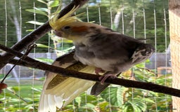 Cockatiels birds for sale: Cockatiels for sale (mixed) - Image 6