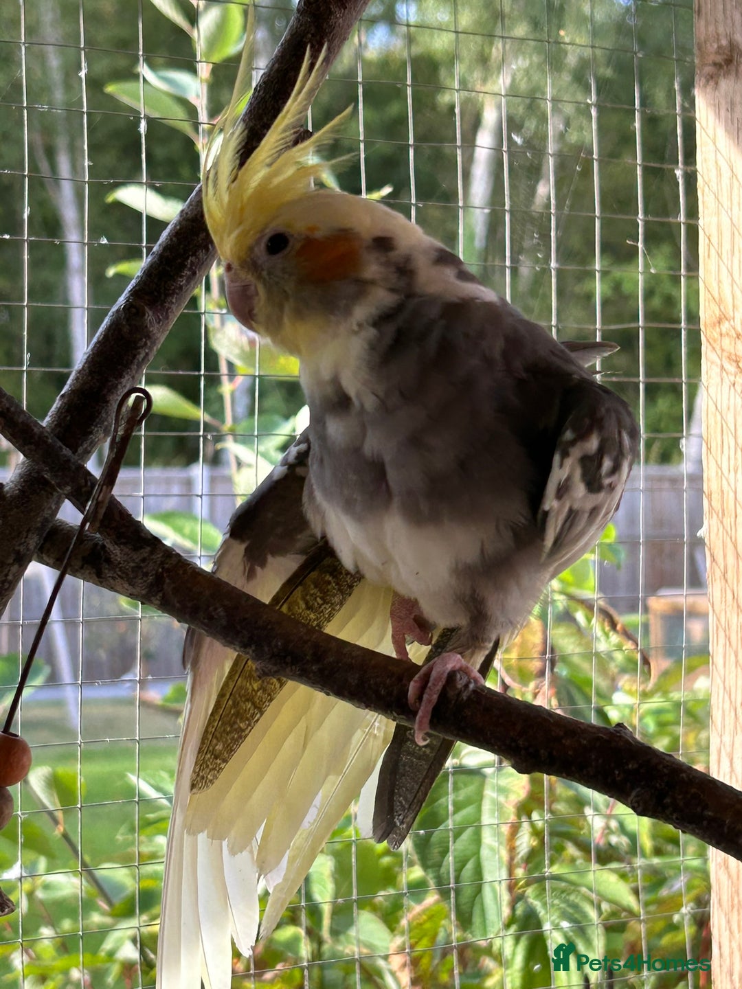 Cockatiels birds for sale: Cockatiels for sale (mixed) - Image 6