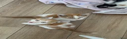 British Shorthair cats for sale: 2 adorable ginger tabbies in London - Advert 4