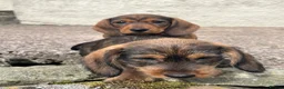 Dachshund dogs for sale: Beautiful wired haired dachshund for sale  - Advert 3