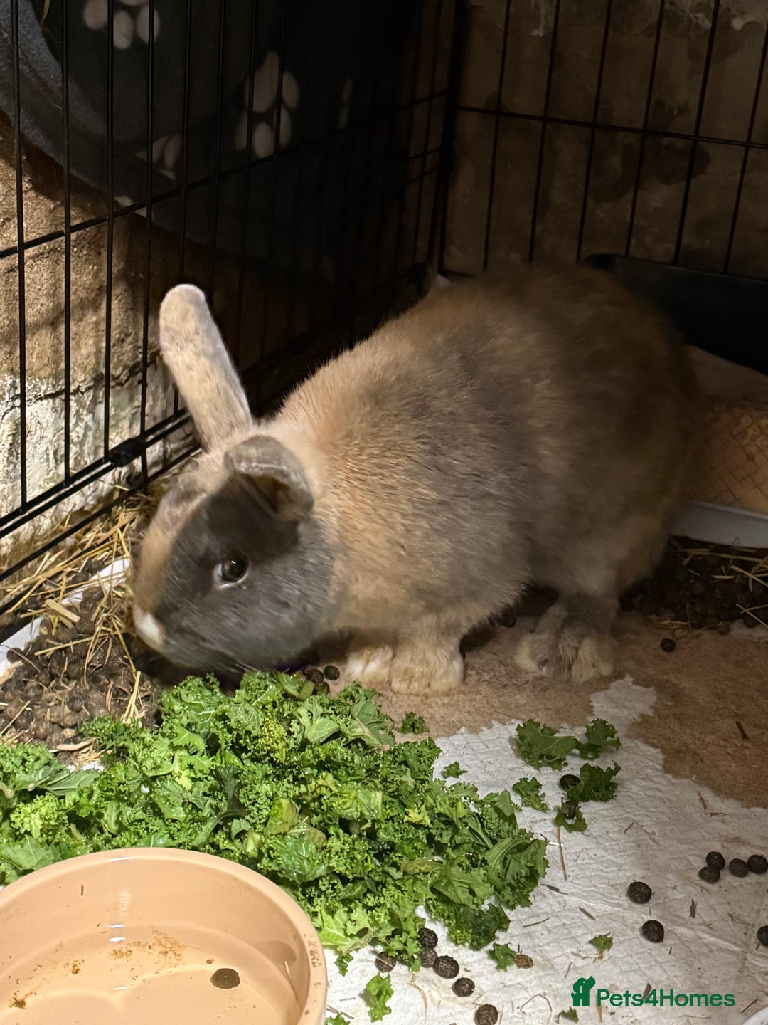 Mixed Breed rabbits for sale: Male rabbit  - Advert 2