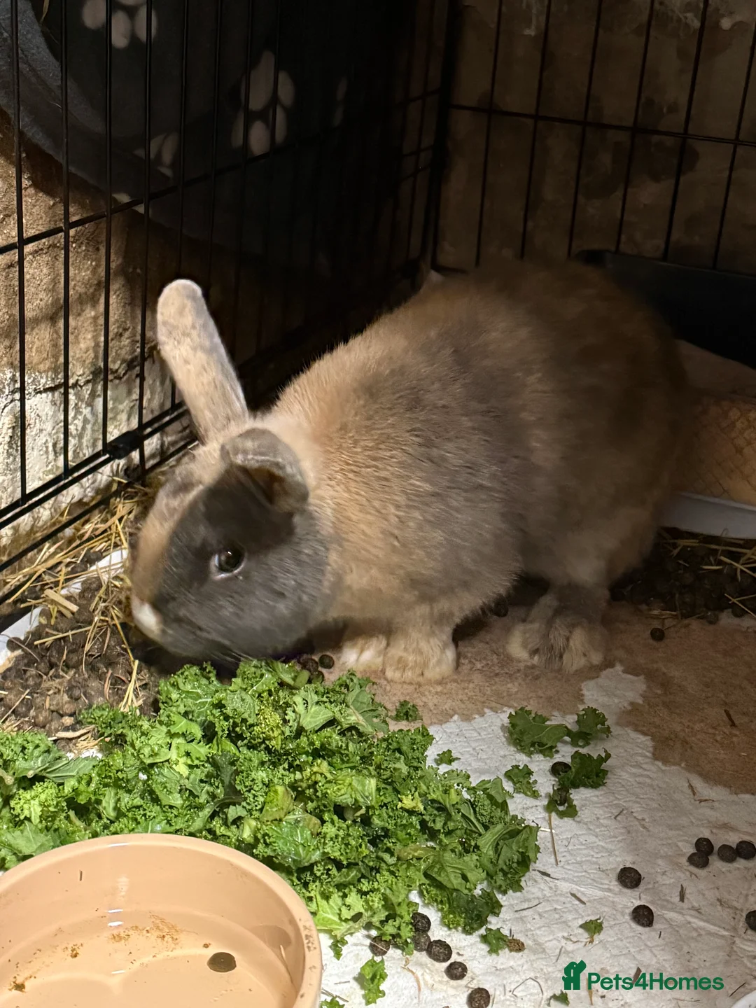 Mixed Breed rabbits for sale: Male rabbit  - Advert 2