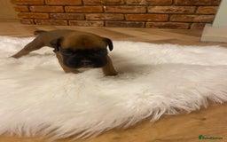 Boxer dogs for sale: 27 Champion bloodline boxers due 14th October  - Image 22