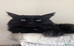Maine Coon cats for sale: Maine coon and maine coon cross kittens ready.  - Image 14