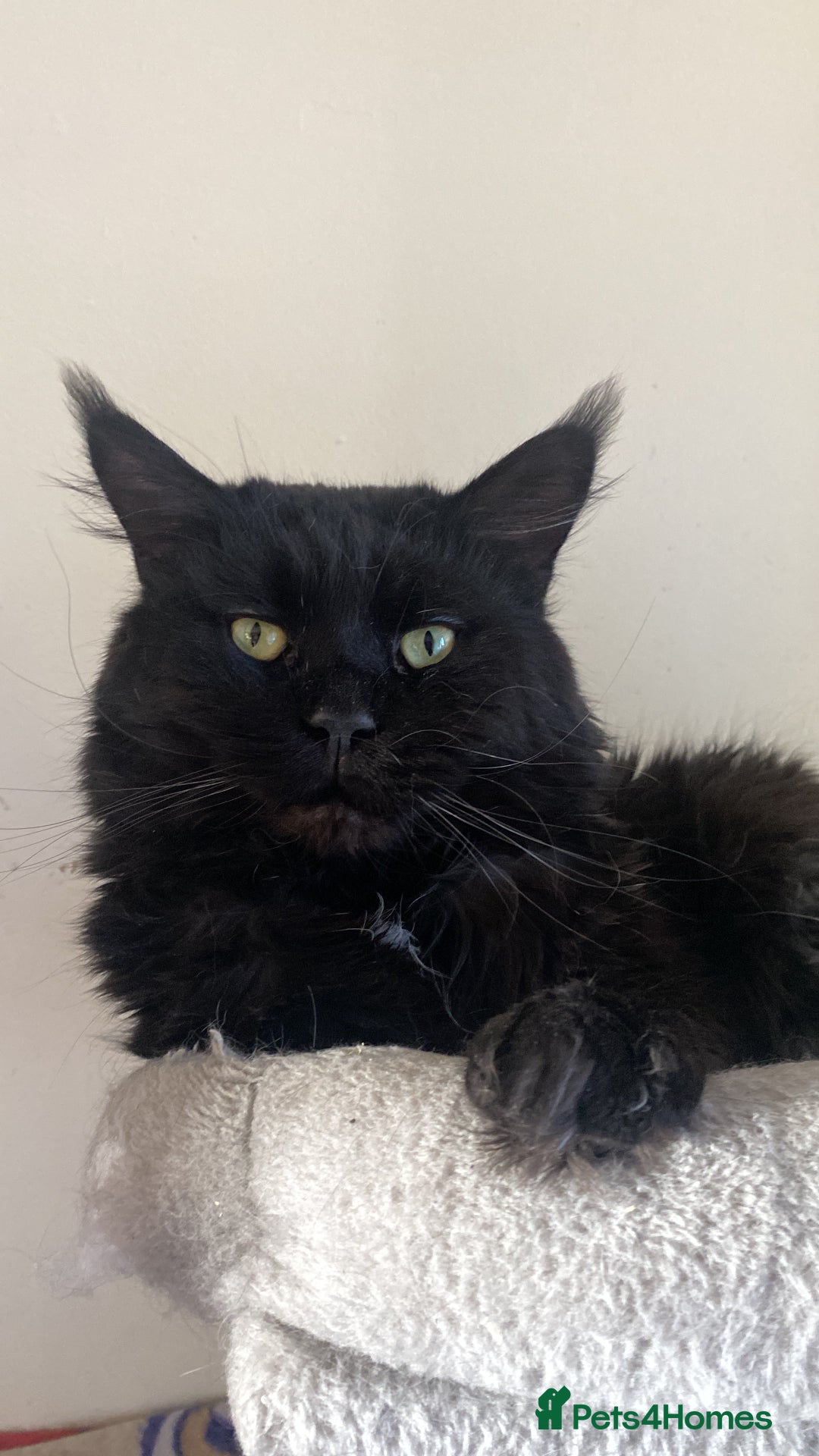 Maine Coon cats for sale: Maine coon and maine coon cross kittens ready.  - Image 14