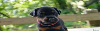 Dobermann 2