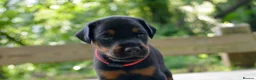 Mixed Breed dogs for sale: 3 Beautiful Doberman Puppies Looking for Loving - Advert 4