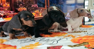 Dachshund dogs - Advert 13
