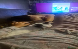 Mixed Breed cats for sale: 2 beautiful kittens - Image 2