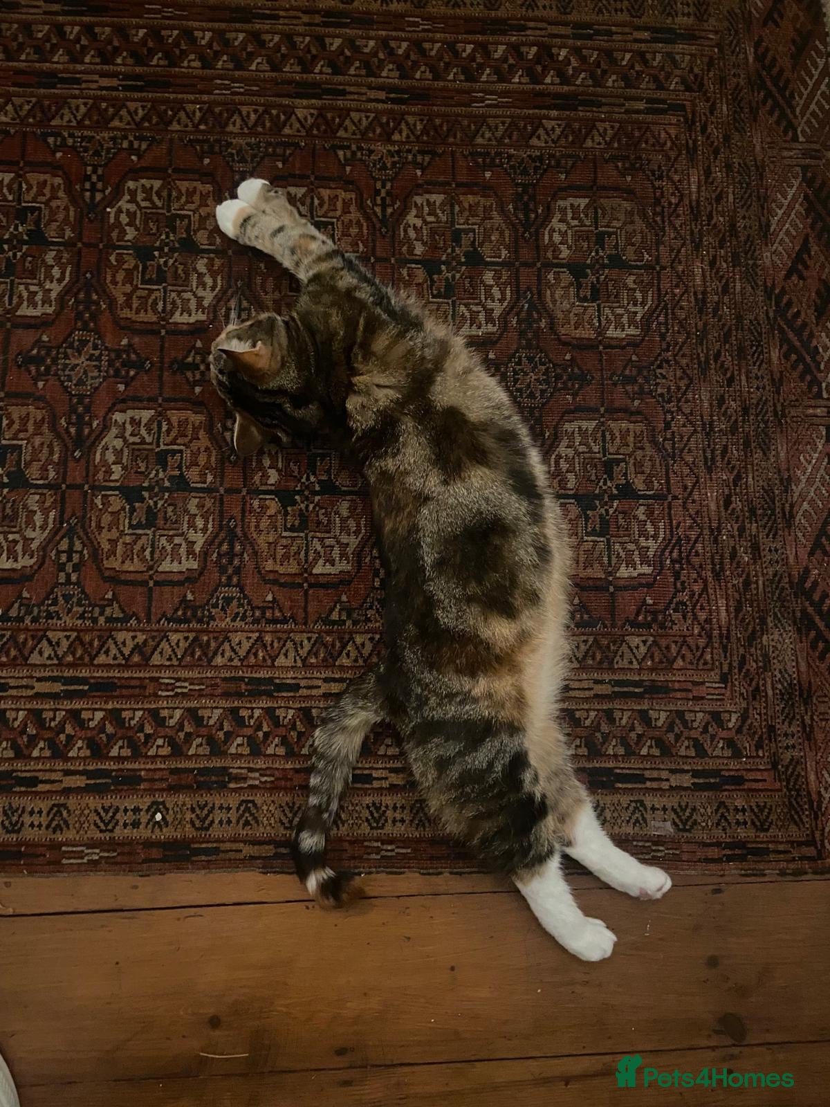 Mixed Breed cats for sale: Free: Tigrina and Ombra, sweet and playful sisters - Advert 10