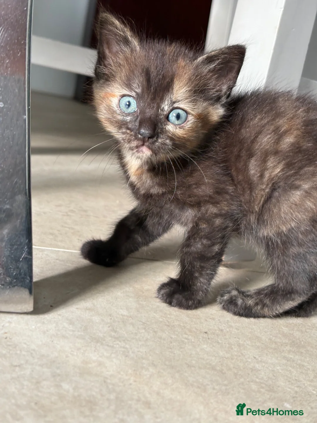 Mixed Breed cats for sale: 6 week old tortoiseshell kitten- poppy  - Advert 4