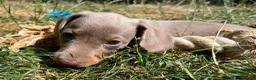 Miniature Dachshund dogs for sale: KC Reg Miniature Dachshund Puppies For Sale - Advert 5
