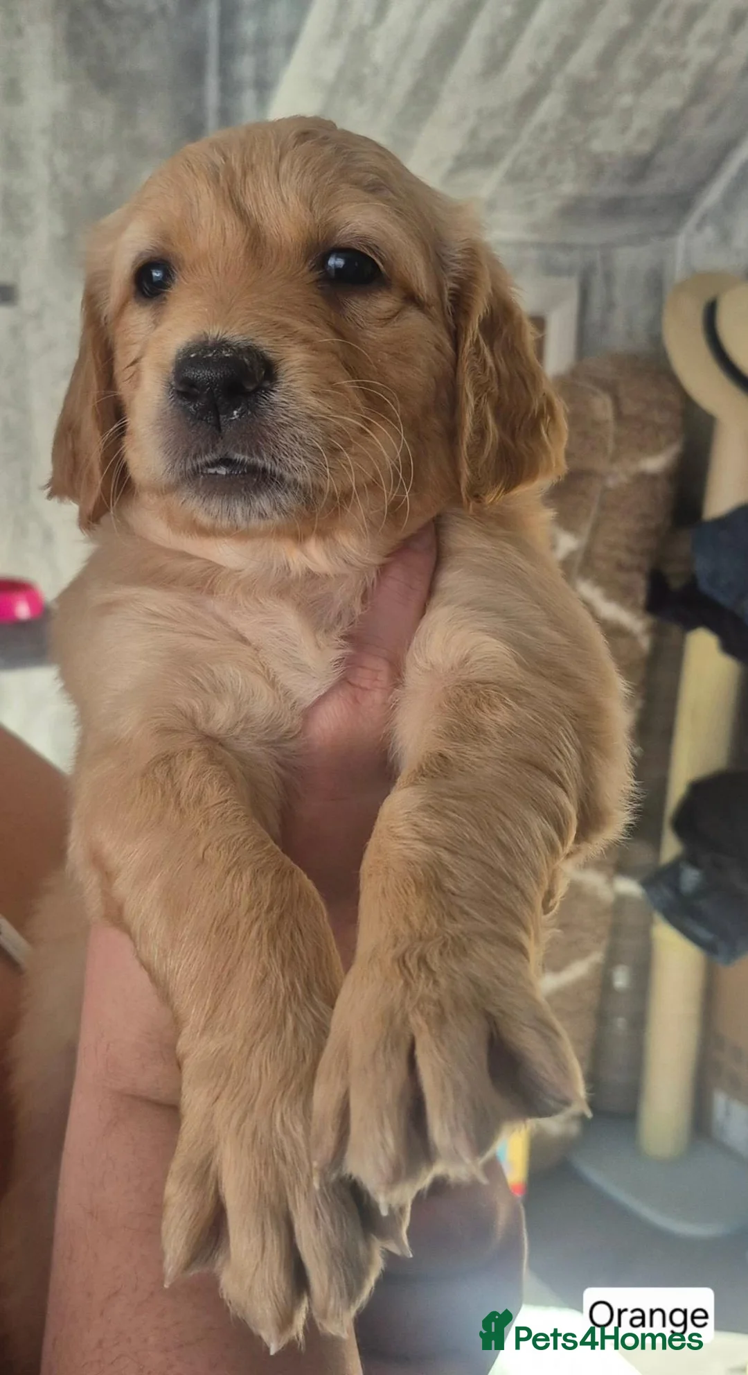 Golden Retriever dogs for sale: 🐶 Beautiful Golden Retriever Puppies for Sale ❤️ in Middlesbrough - Advert 10