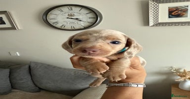 Dachshund dogs - Advert 4