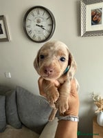 Dachshund dogs - Advert 4