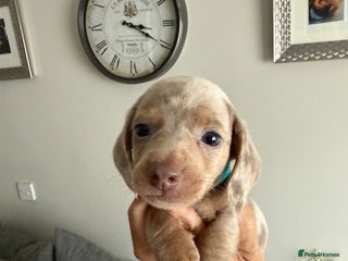Dachshund dogs - Advert 5