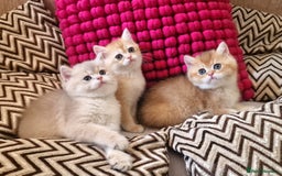 British Shorthair cats for sale: GOLDEN BRITISH SHORTHAIR KITTENS TICA  - Image 35