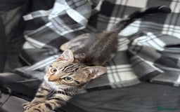 Mixed Breed cats for sale: 4 tabby kittens available  - Image 8