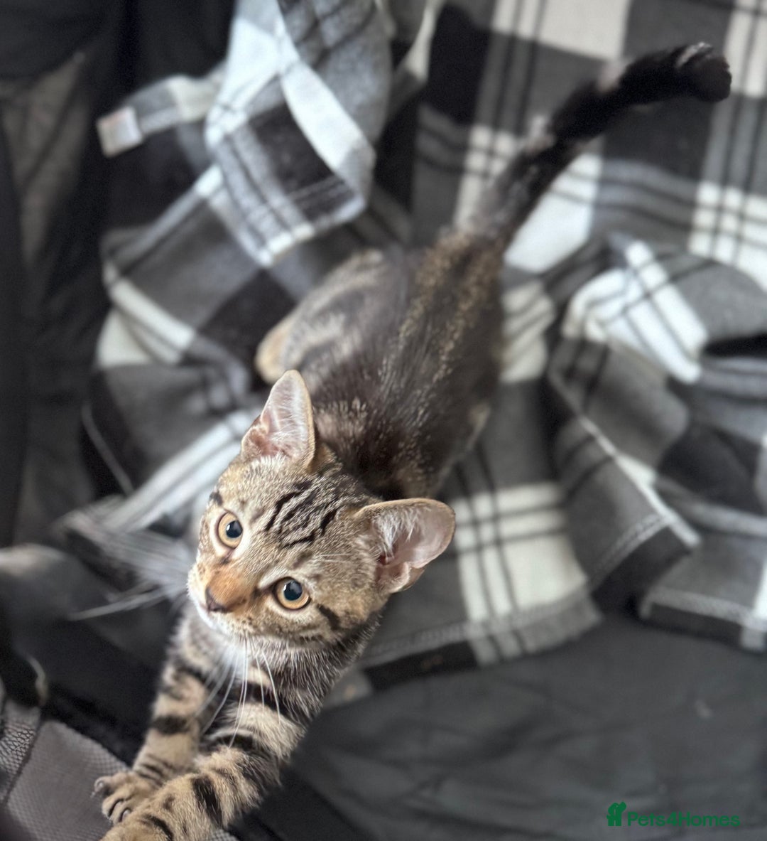 Mixed Breed cats for sale: 4 tabby kittens available  - Image 8
