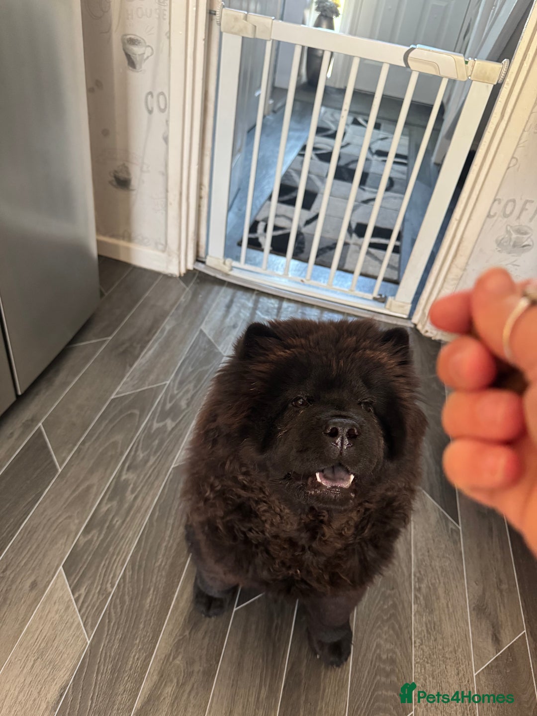 Chow Chow dogs for sale: Female chow chow for sale - Image 2