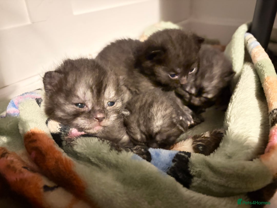 British Shorthair cats for sale: Beautiful British Shorthair Kittens  - Advert 28