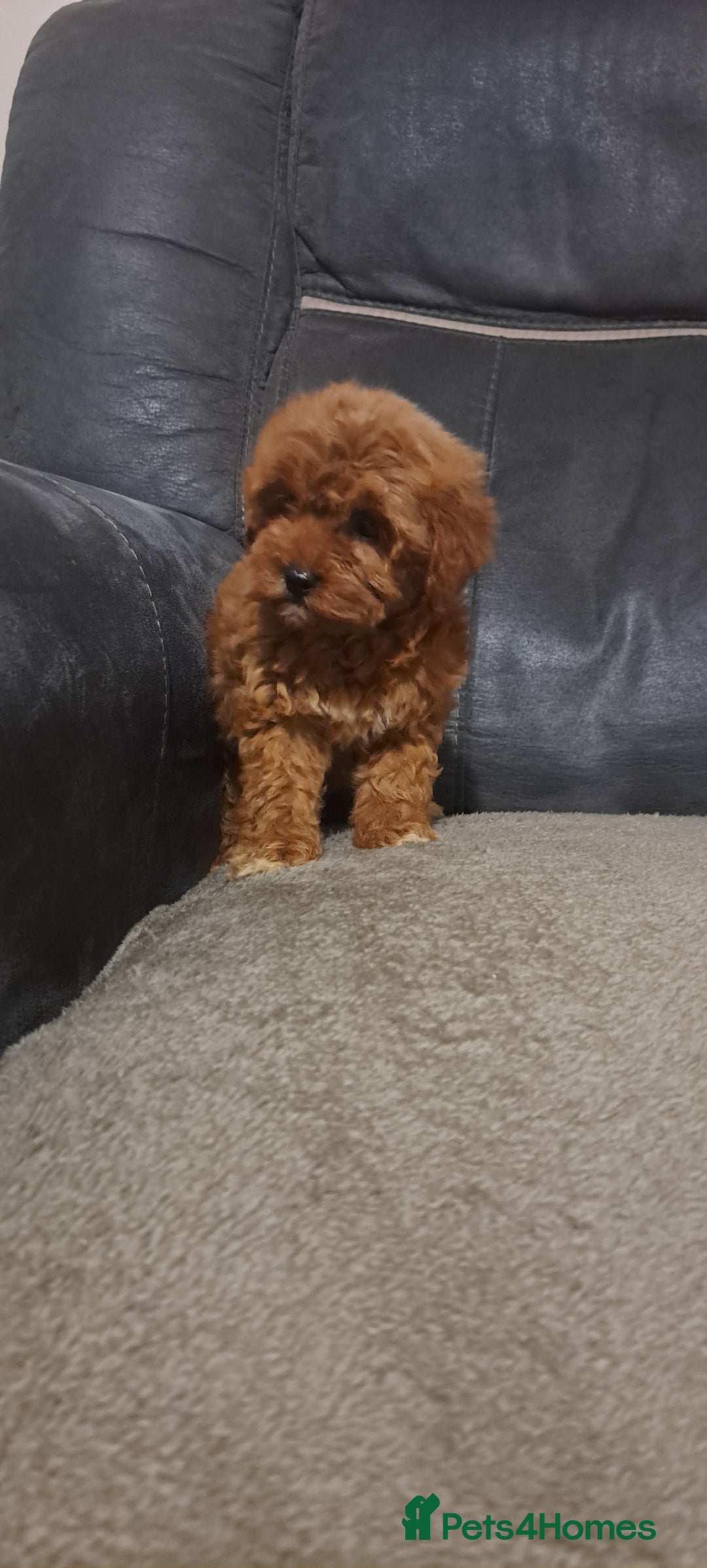 Toy Poodle dogs for sale: Toy poodle - Advert 21