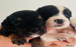 Sprocker dogs for sale: Sprocker/Cocker Puppies - Image 6
