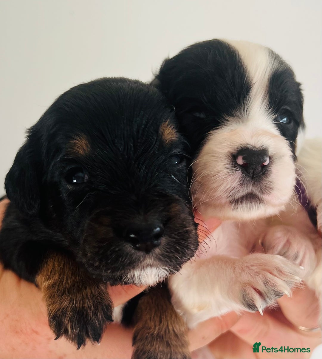Sprocker dogs for sale: Sprocker/Cocker Puppies - Image 6
