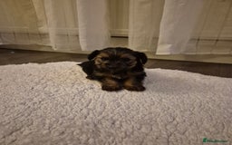 Yorkshire Terrier dogs for sale: Yorkshire terrier pappy for sale - Image 7