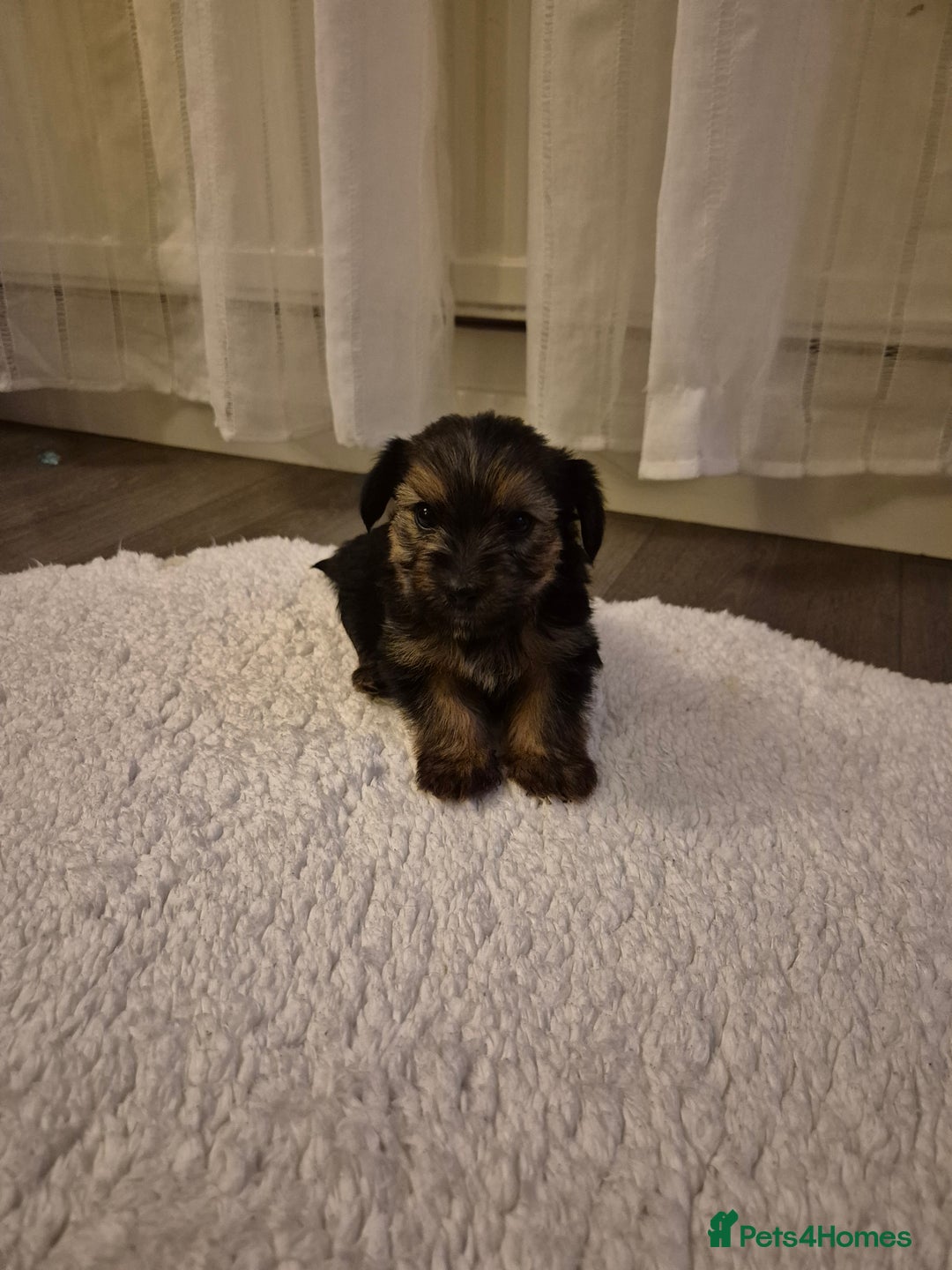 Yorkshire Terrier dogs for sale: Yorkshire terrier pappy for sale - Image 7