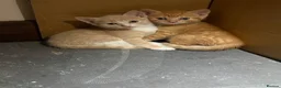 Domestic Shorthair cats for sale: Beautiful kittens raised in a family home - Advert 13