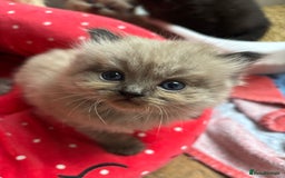 Perdoll cats for sale: Luxury Perdoll Kittens Available To Reserve  - Image 13