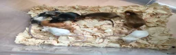 Mouse rodents for sale: Fancy pet mice - Advert 4