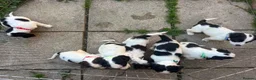English Springer Spaniel dogs for sale: Beautiful litter springer spaniels - Advert 5