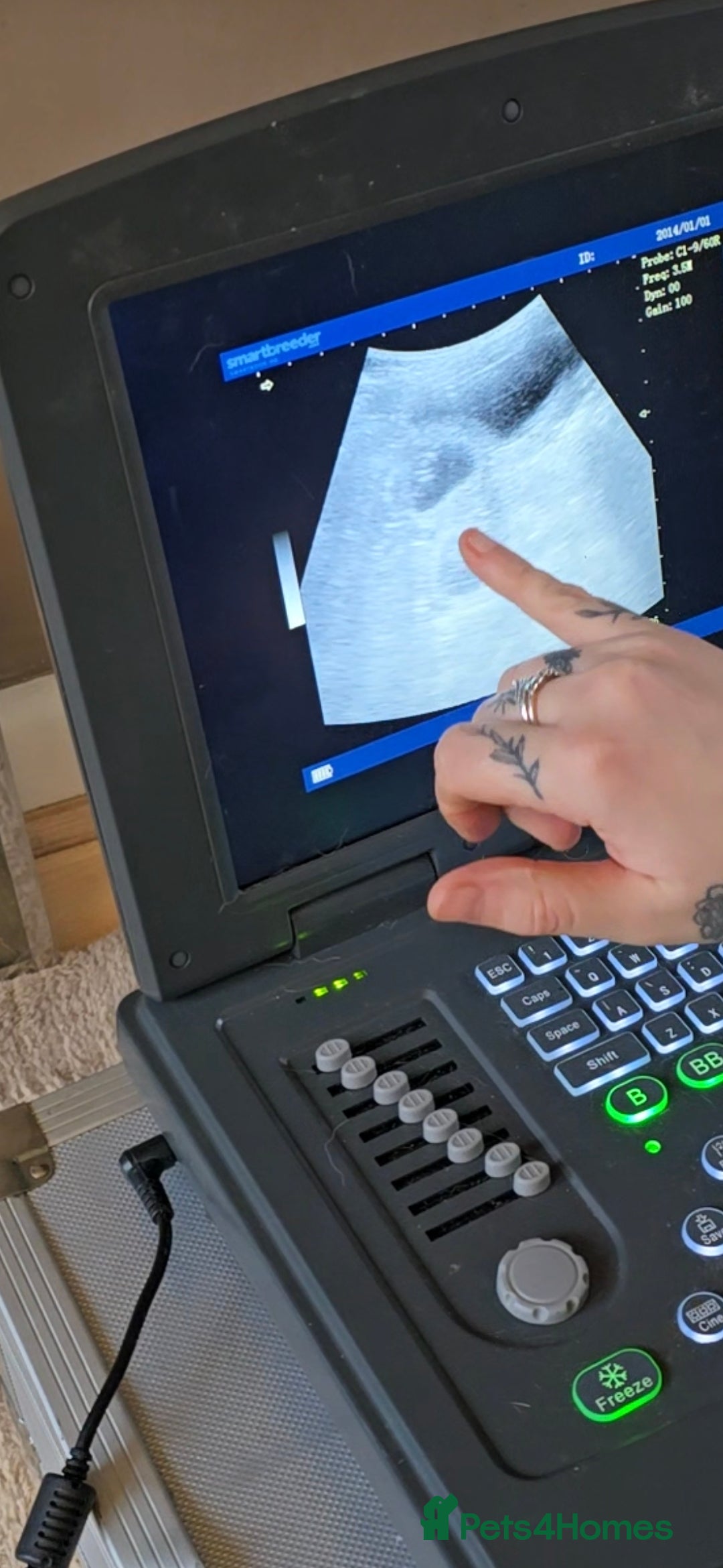 English Springer Spaniel dogs for sale:  Health tested Springer Spaniel puppiespuppies - Advert 11