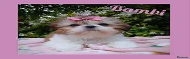 Shih Tzu Puppy 1