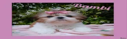 Shih Tzu dogs for sale: Available now - Tiny Imperial Shih tzu puppy Bambi - Advert 1