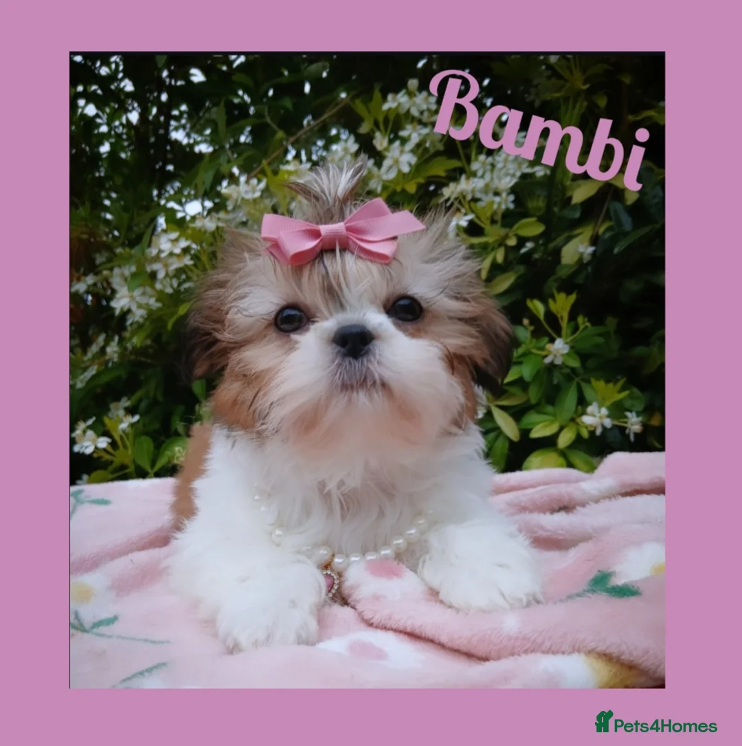 Shih Tzu dogs for sale: Available now - Tiny Imperial Shih tzu puppy Bambi - Advert 1