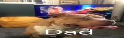 American Bully dogs for sale: American Bull Pocket - Advert 8