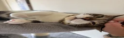 Mixed Breed cats for sale: Free to a good home in Sunbury-on-Thames - Advert 2