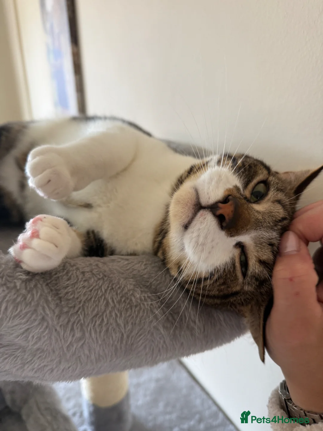 Mixed Breed cats for sale: Free to a good home in Sunbury-on-Thames - Advert 2